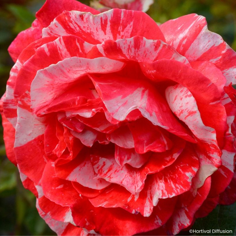 Rosa Scentimental Coral - Bloemrijke roos (Bloei)