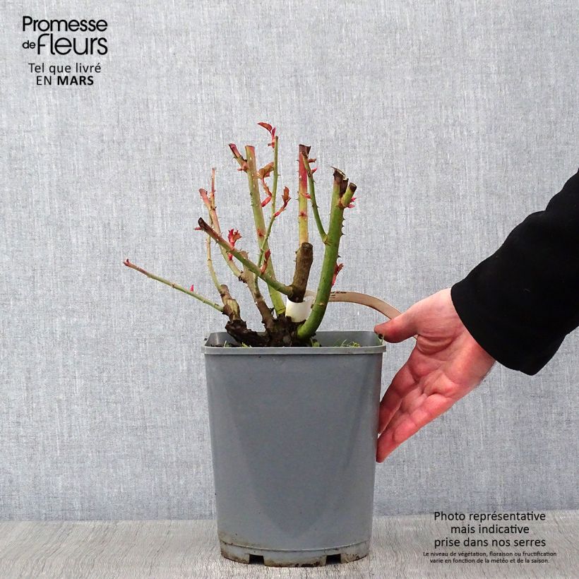 Example of Rosier à fleurs groupées Alain Pot van 4 l/5 l as you get in hiver