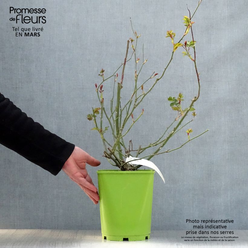 Exemplaar van Rosa Alain - Trosroos Pot van 4 l/5 l zoals geleverd in de lente