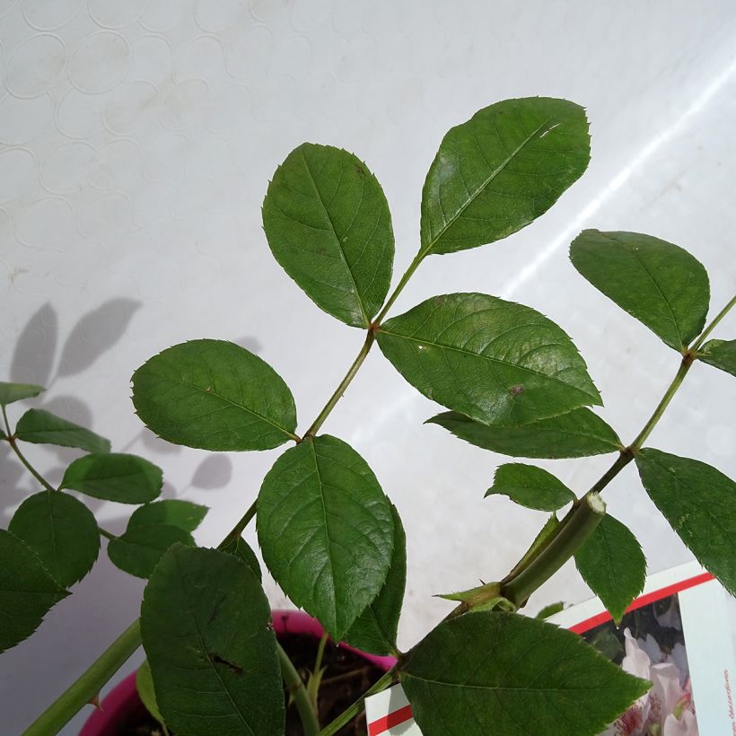 Rosa Astronomia - Trosroos (Foliage)