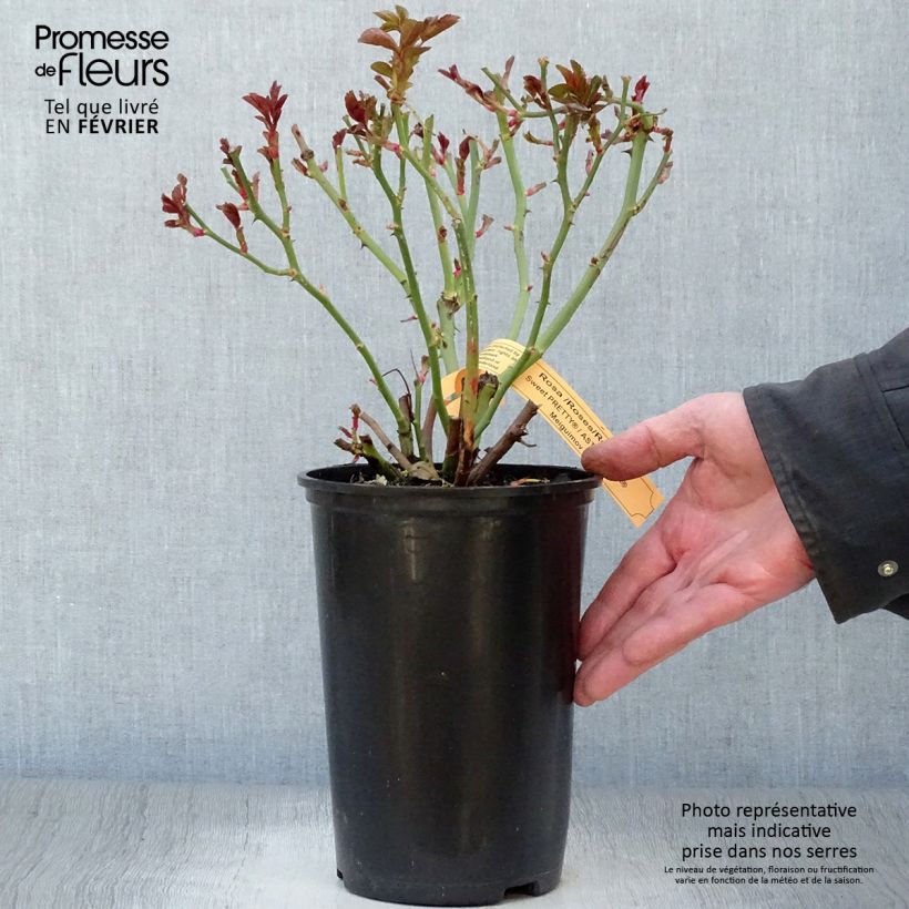 Example of Rosier à fleurs groupées Astronomia Pot van 4 l/5 l as you get in hiver