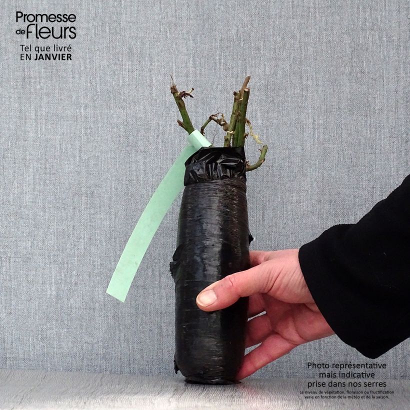 Example of Rosier à fleurs groupées Bentheimer Gold In kluit as you get in hiver