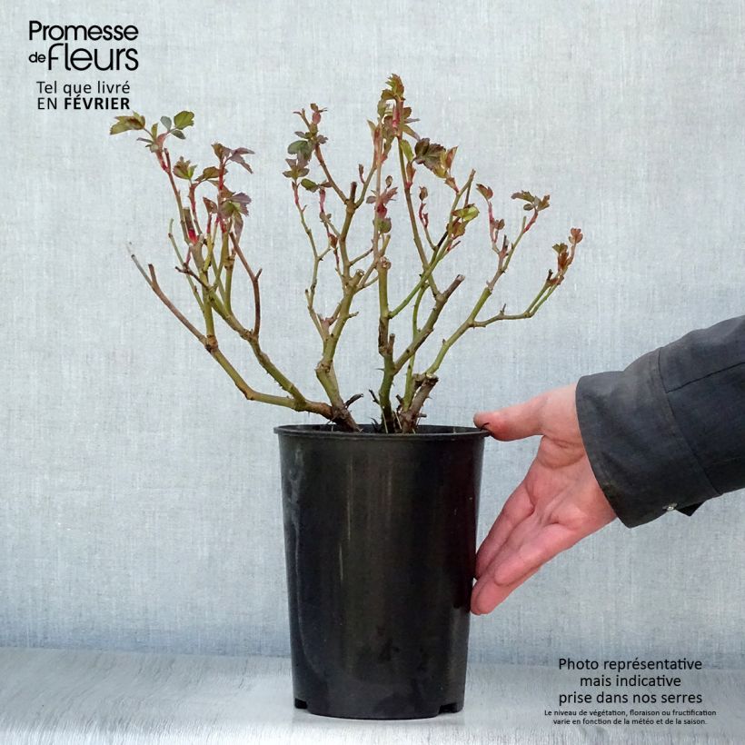 Example of Rosier à fleurs groupées Bentheimer Gold Pot van 2 l/3 l as you get in hiver