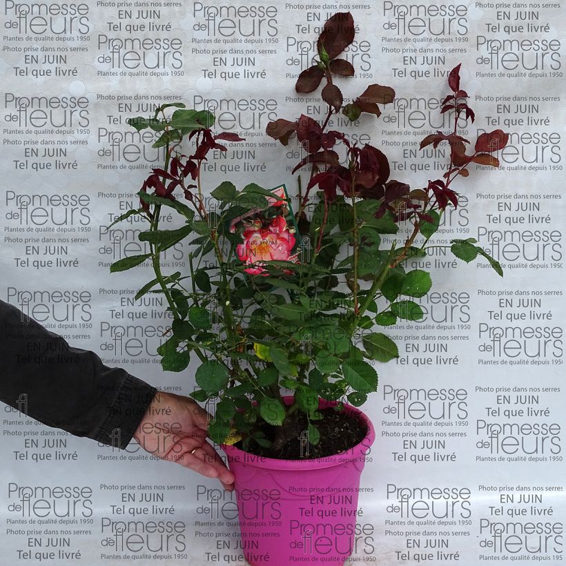 Voorbeeld van een exemplaar van Rosa Betty Boop - Trosroos Pot van 4 l/5 l zoals geleverd