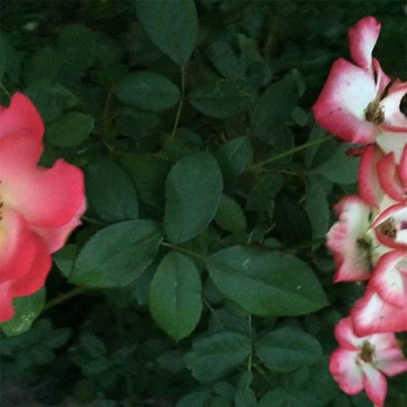 Rosa Betty Boop - Trosroos (Blad)