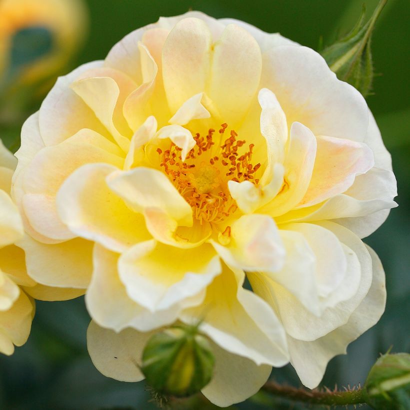 Rosa Bienenweide Gelb - Polyantharoos (Bloei)