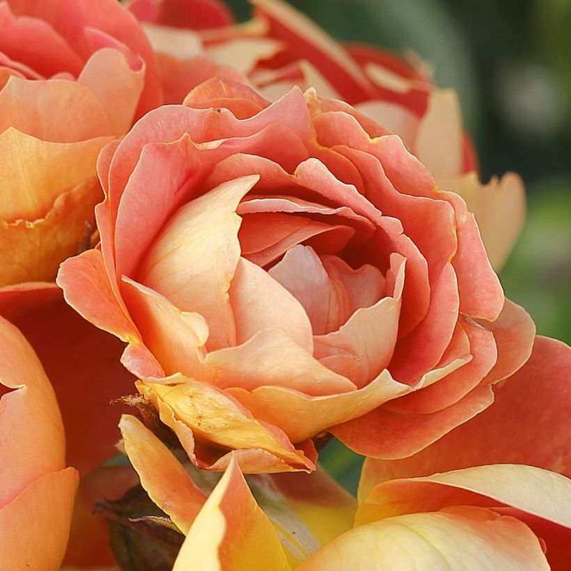 Rosa Bijenweelde Mango - Polyantharoos (Bloei)