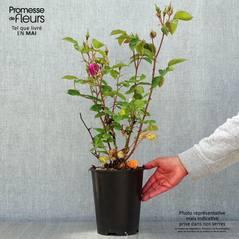 Exemplaar van Rosa Bluebell - Trosroos Pot van 4 l/5 l zoals geleverd in de lente