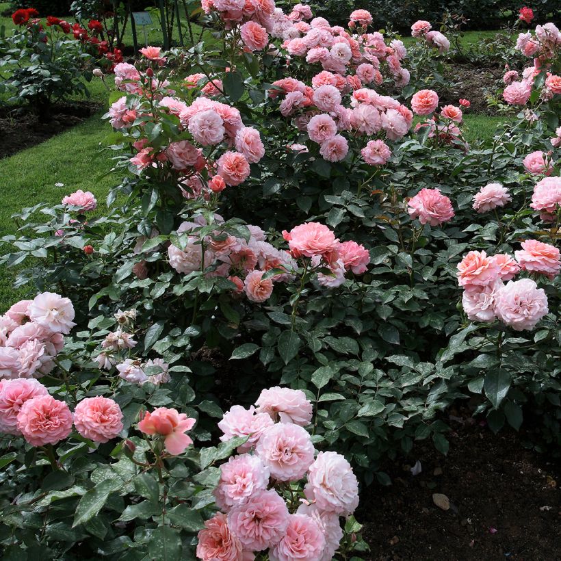 Rosa Botticelli - Trosroos (Groeiplaats)