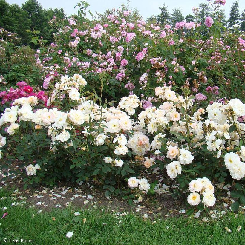 Rosa Comtesse André d'Oultremont - Muskusroos (Groeiplaats)