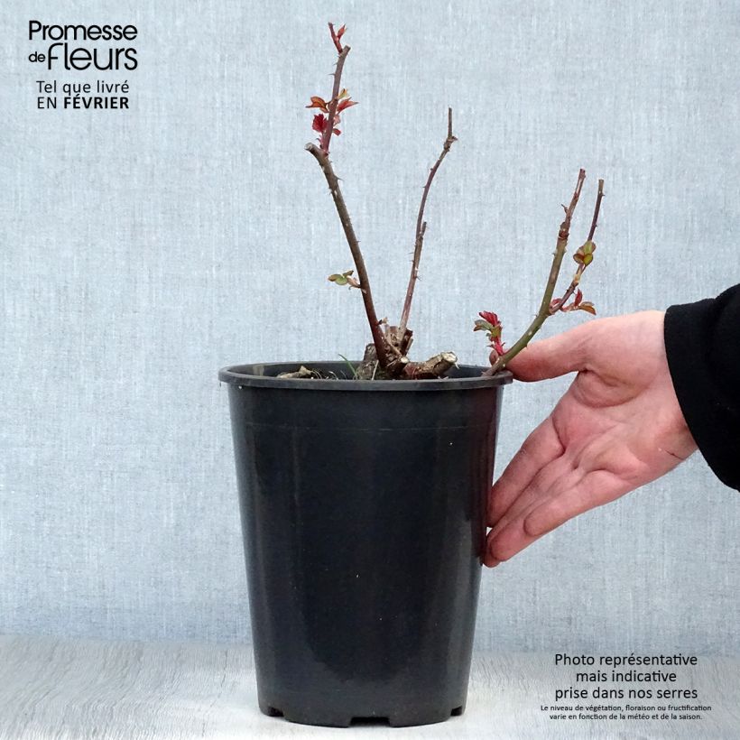 Example of Rosier à fleurs groupées Fragrant Delight Pot van 2 l/3 l as you get in hiver