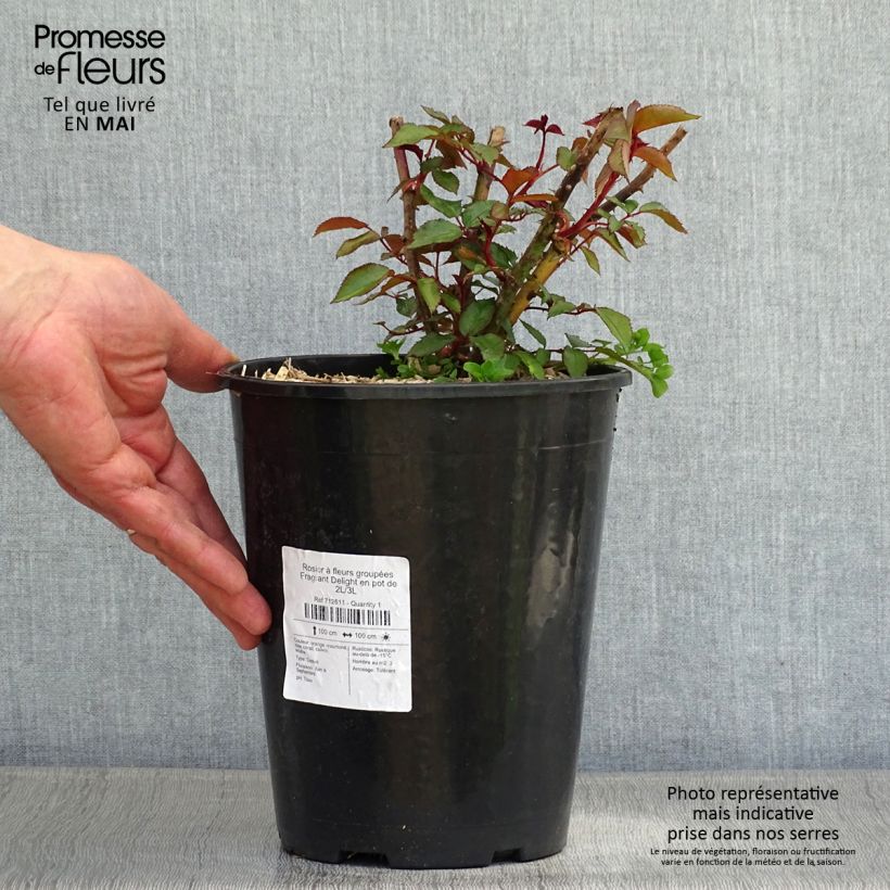 Exemplaar van Rosa Fragrant Delight - Trosroos Pot van 2 l/3 l zoals geleverd in de lente