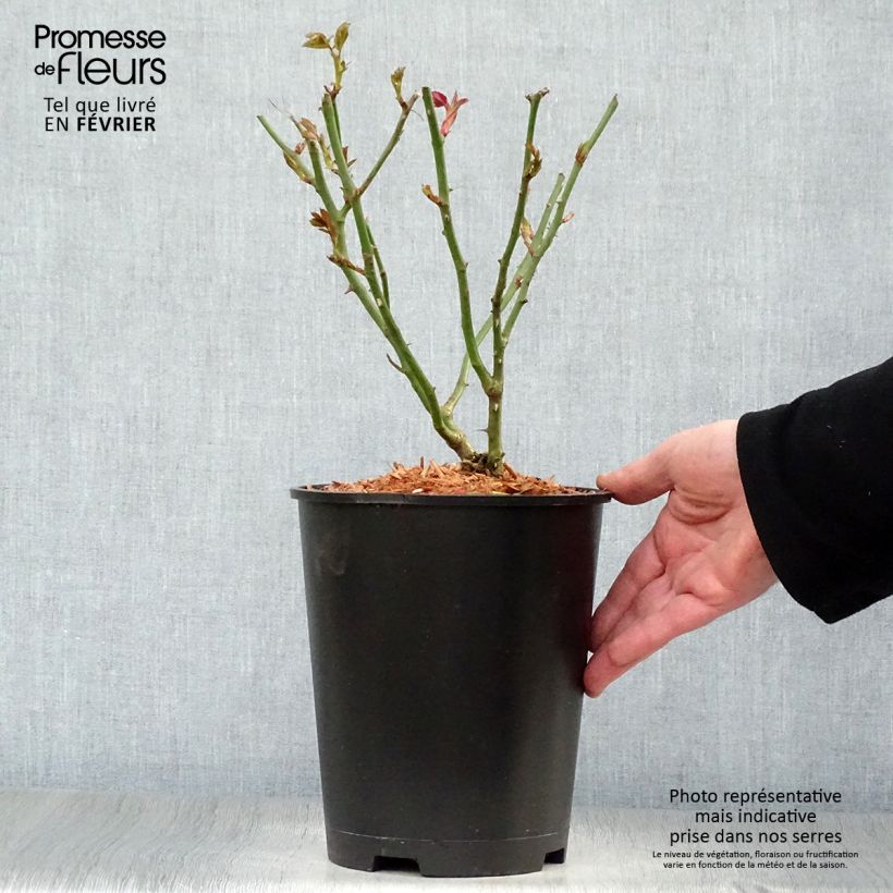 Example of Rosa Garden of Roses - Trosroos Pot van 4 l/5 l as you get in hiver