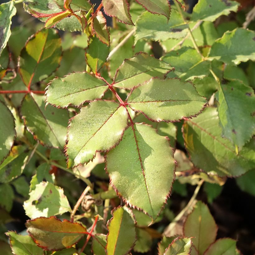 Rosa Hedge Charmers - Trosroos (Blad)