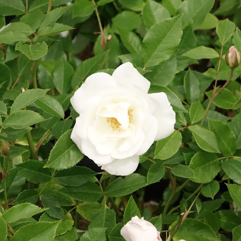 Rosa Iceberg - Trosroos (Bloei)