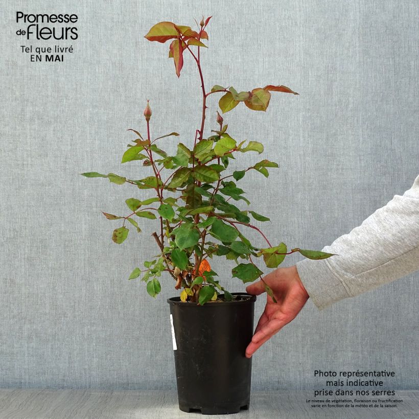 Exemplaar van Rosa Jazz Festival - Grootbloemige roos Pot van 4 l/5 l zoals geleverd in de lente