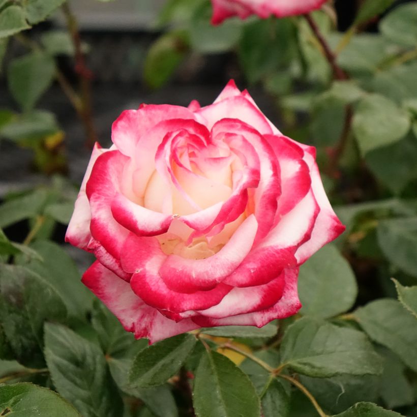 Rosa Minuette - Trosroos (Bloei)