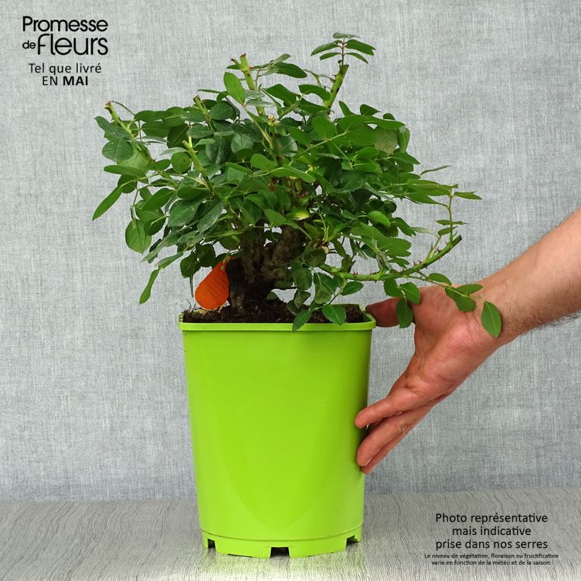 Exemplaar van Rosa Leonardo da Vinci - Trosroos Pot van 4 l/5 l zoals geleverd in de lente