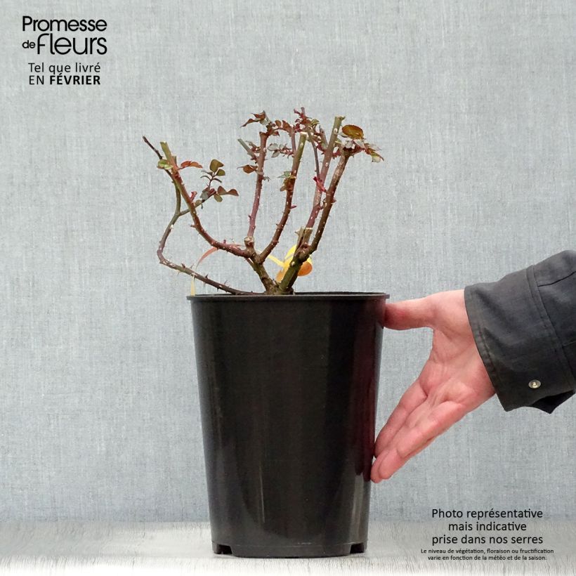 Exemplaar van Rosier à fleurs groupées Leonardo da Vinci Pot de 2L/3L zoals geleverd in de winter