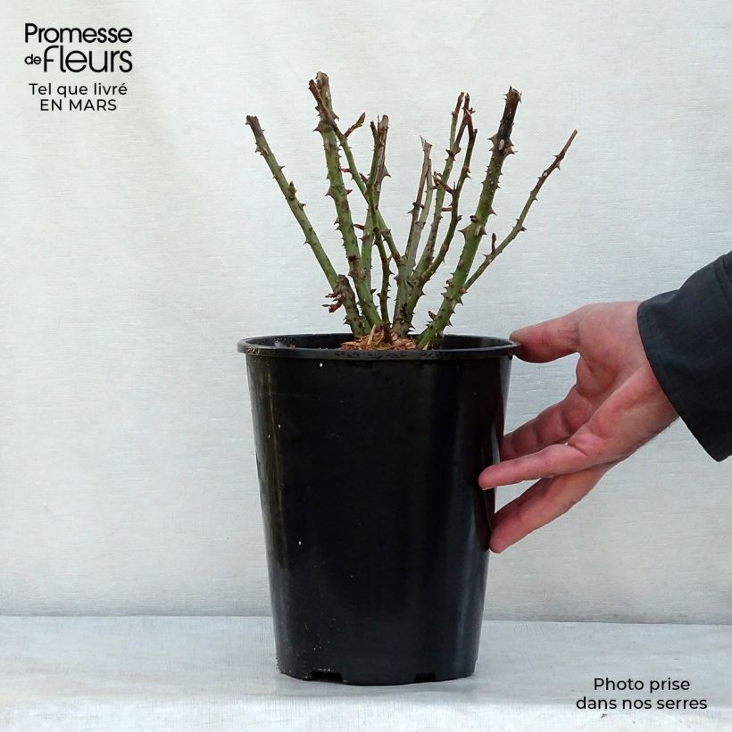 Example of Rosier à fleurs groupées Lili Marleen Pot van 4 l/5 l as you get in hiver