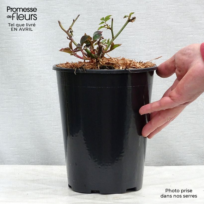 Exemplaar van Rosa Margaret Merril - Trosroos Pot van 2 l/3 l zoals geleverd in de lente