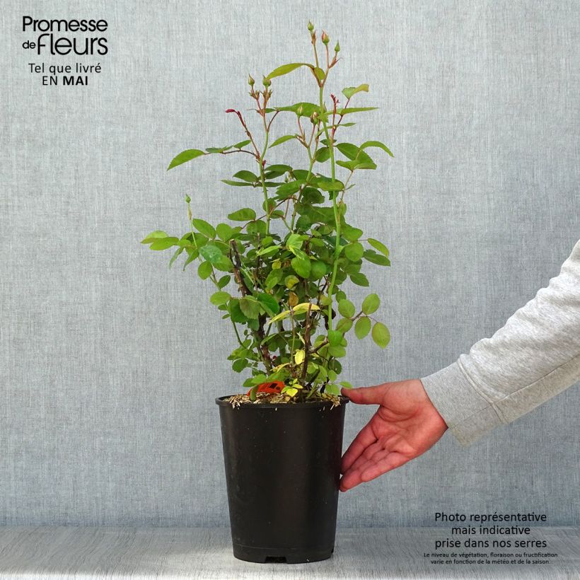 Example of Rosa Marina Picasso - Trosroos Pot van 4 l/5 l as you get in printemps