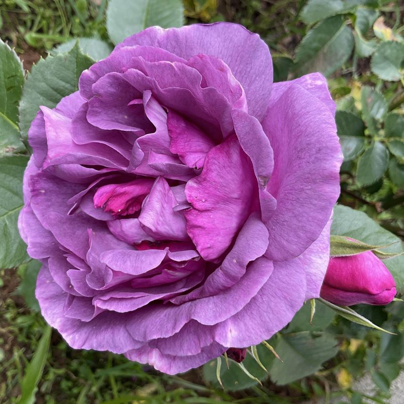 Rosa Minerva - Trosroos (Bloei)