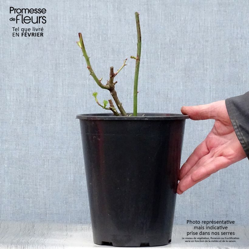 Example of Rosier à fleurs groupées Minerva Pot van 3 l/4 l as you get in hiver