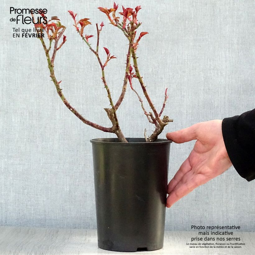 Example of Rosa Orangerie - Trosroos Pot van 2 l/3 l as you get in hiver