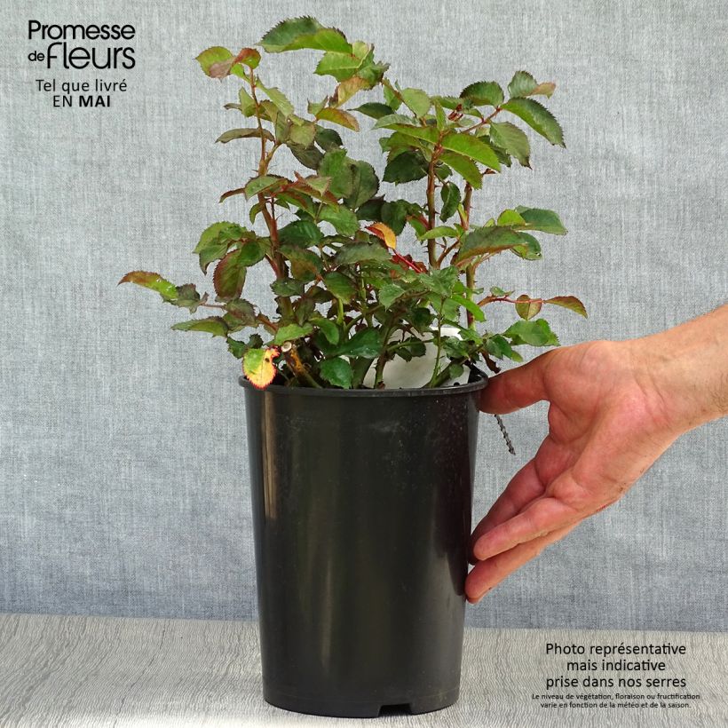 Exemplaar van Rosa Oranges and Lemons - Trosroos Pot van 2 l/3 l zoals geleverd in de lente