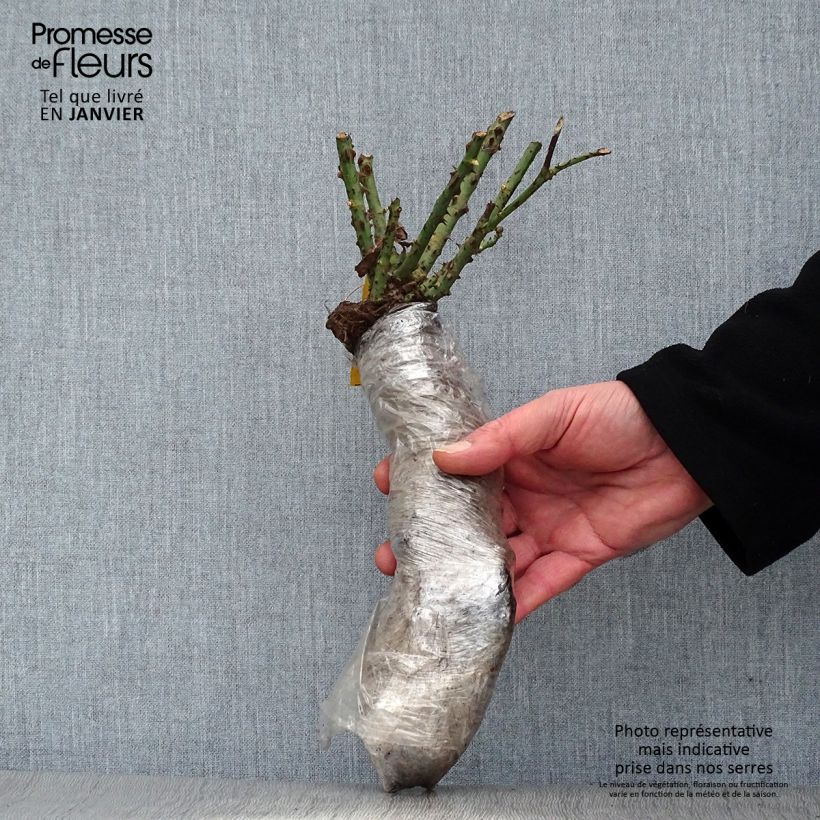 Example of Rosa Blue for You - Trosroos In kluit as you get in hiver