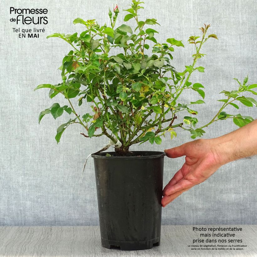 Exemplaar van Rosa Eyes on Me - Struikroos Pot van 4 l/5 l zoals geleverd in de lente