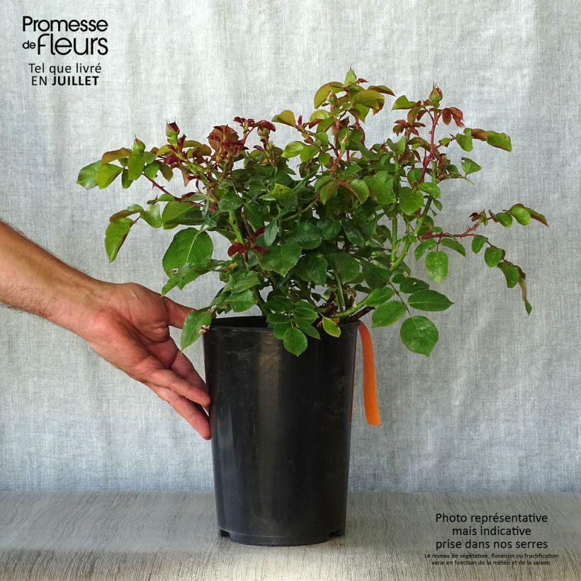 Exemplaar van Rosa Red Leonardo da Vinci - Trosroos Pot van 4 l/5 l zoals geleverd in de zomer