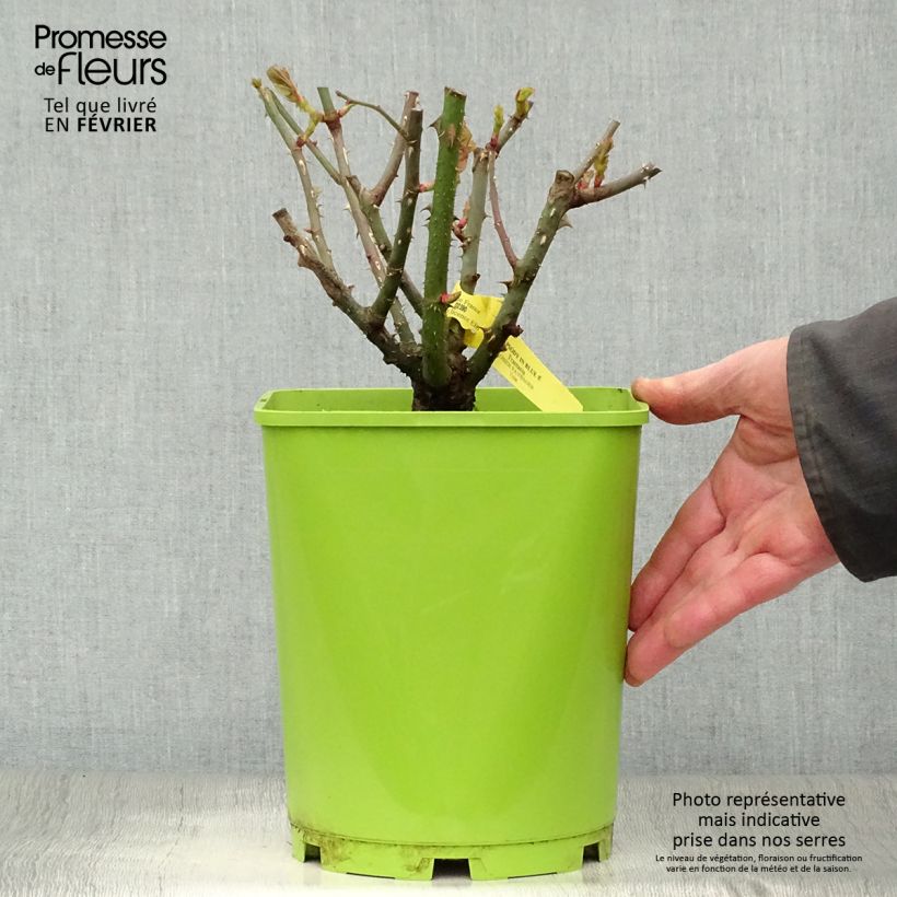 Example of Rosa Rhapsody in Blue - Trosroos Pot van 4 l/5 l as you get in hiver