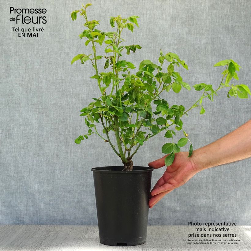 Exemplaar van Rosa Rhapsody in Blue - Trosroos Pot van 4 l/5 l zoals geleverd in de lente