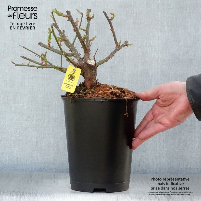 Exemplaar van Rosa Scentimental - Trosroos Pot van 4 l/5 l zoals geleverd in de winter