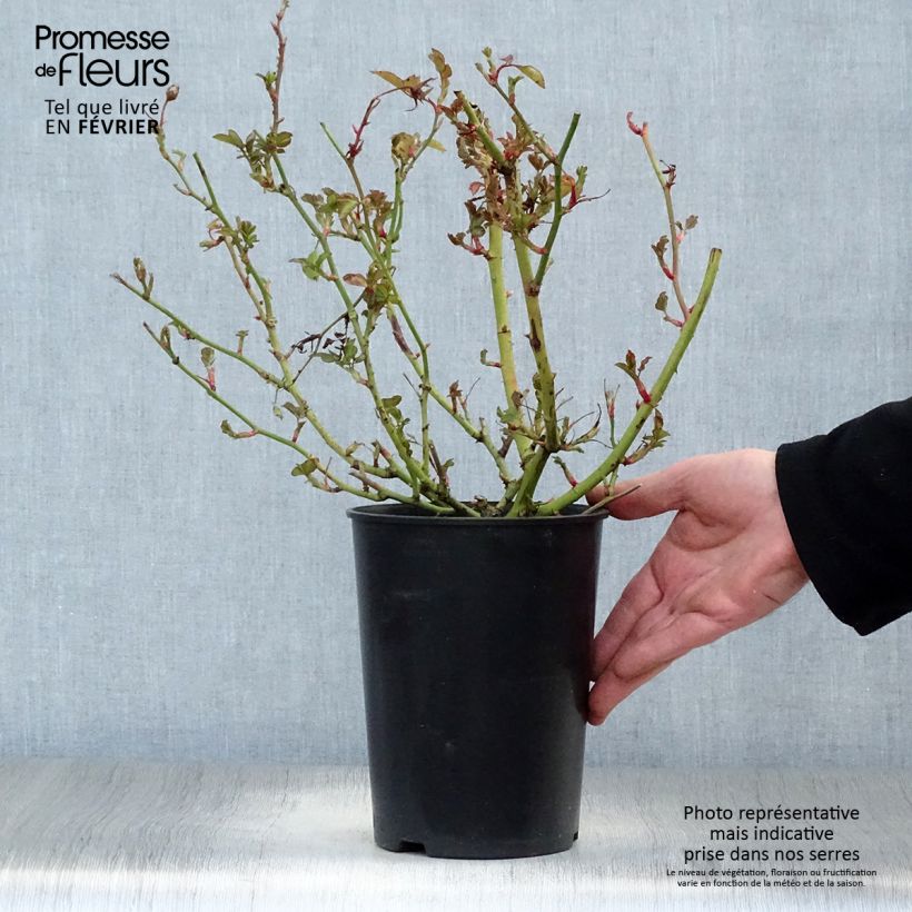 Example of Rosier à fleurs groupées Schöne Koblenzerin Pot van 2 l/3 l as you get in hiver