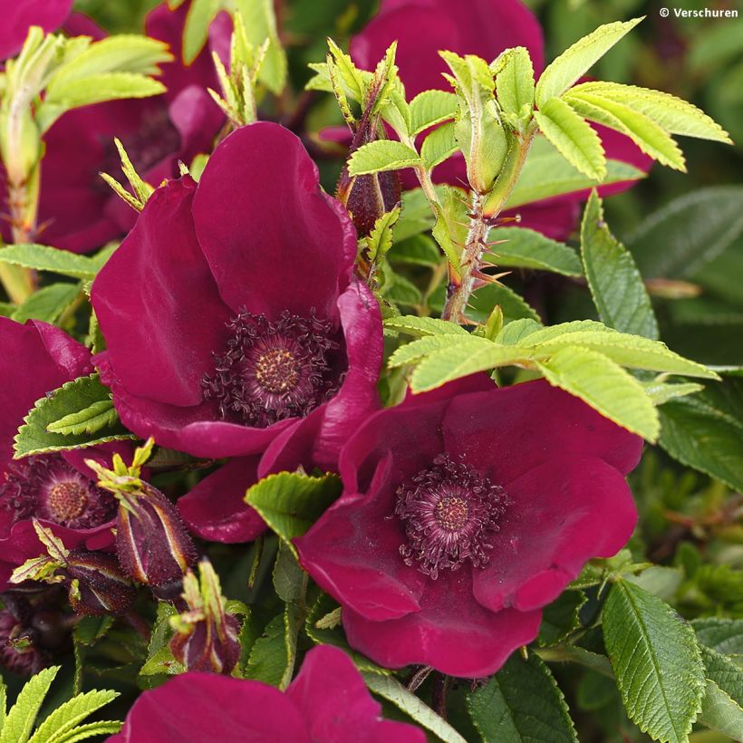 Rosa Strandperle Norderney - Hondsroos (Bloei)