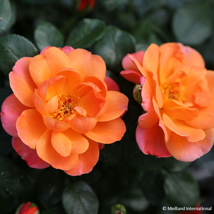 Rosa Sugar Candy Rose - Trosroos (Bloei)