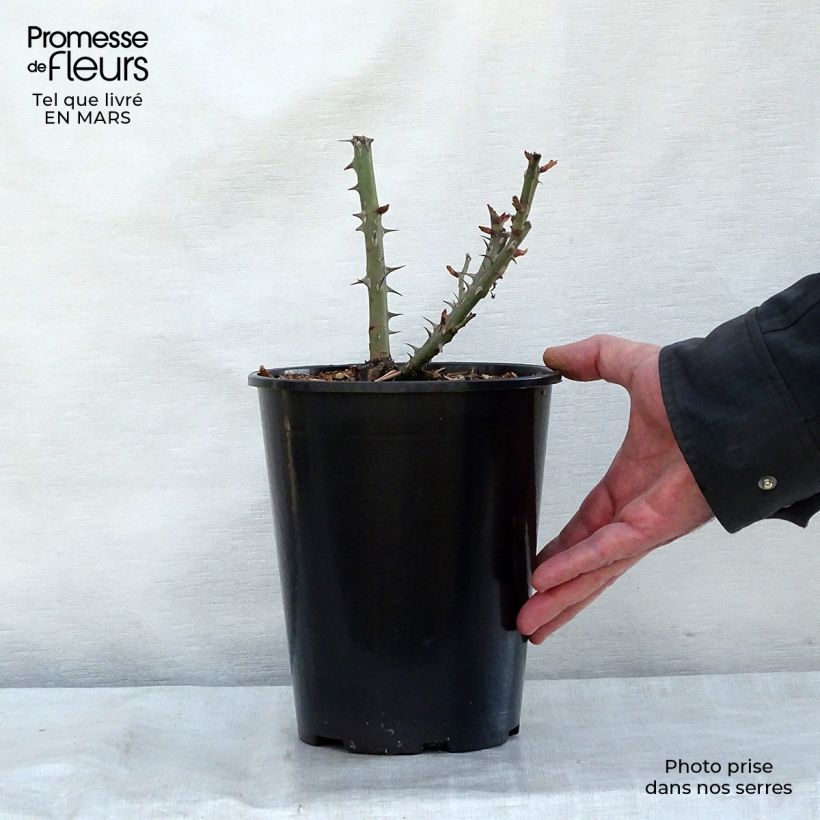 Exemplaar van Rosa Summer of Love - Trosroos Pot van 2 l/3 l zoals geleverd in de lente