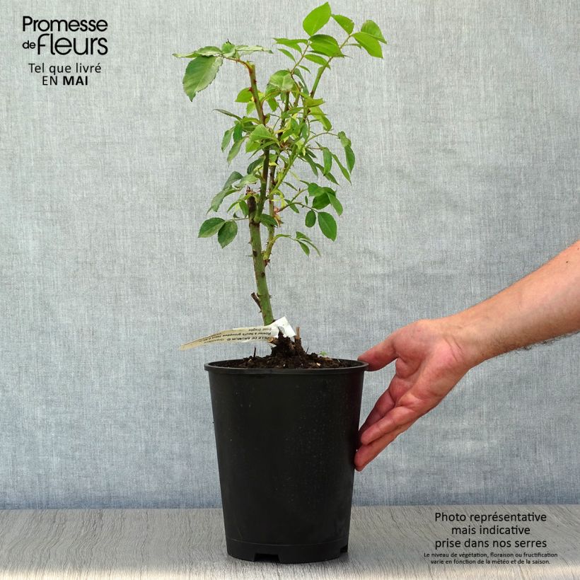 Exemplaar van Rosa You're Beautiful - Trosroos Pot van 4 l/5 l zoals geleverd in de lente