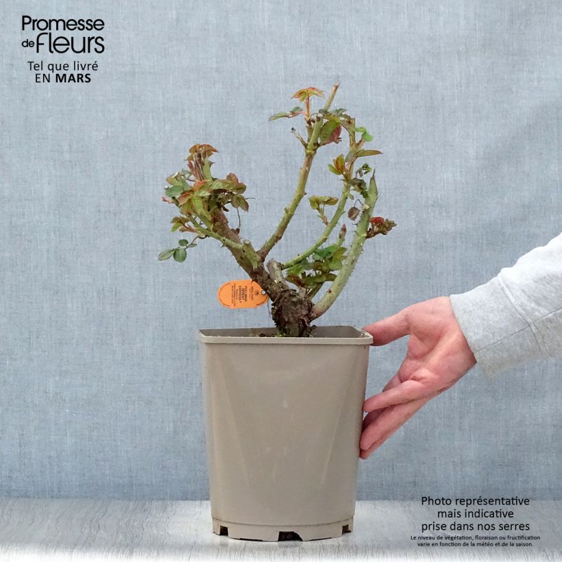 Exemplaar van Rosa Pullman Orient Express - Grootbloemige roos Pot van 4 l/5 l zoals geleverd in de lente