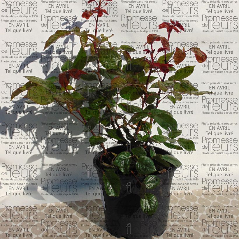 Voorbeeld van een exemplaar van Rosa Wedding Bells - Grootbloemige roos Pot van 4 l/5 l zoals geleverd