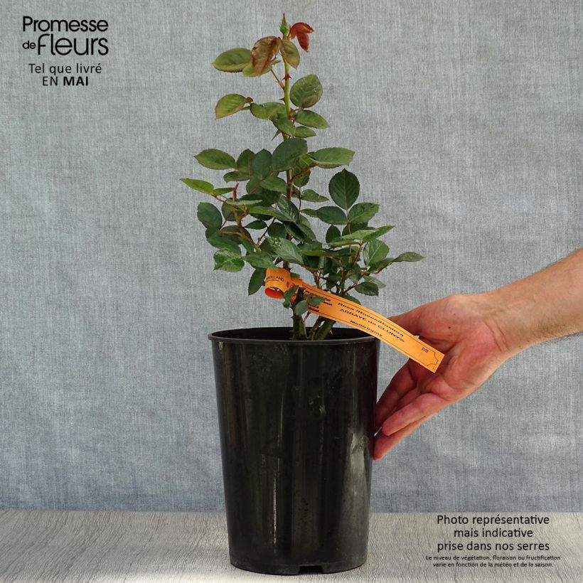 Exemplaar van Rosa Abbaye de Cluny - Grootbloemige roos Pot van 4 l/5 l zoals geleverd in de lente