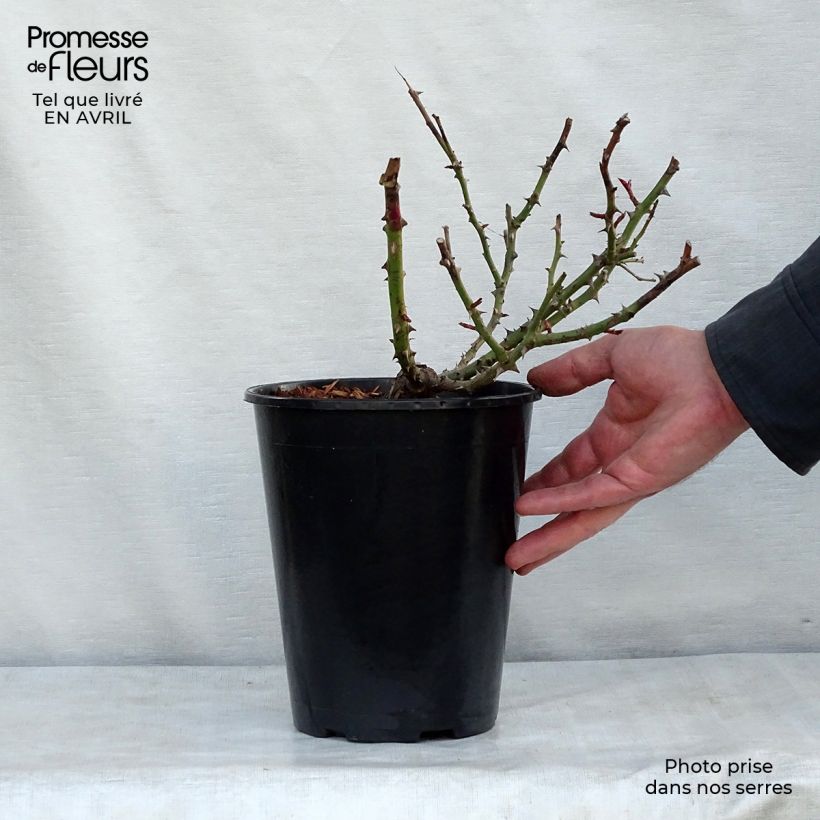 Exemplaar van Rosa Alissar Princess of Phoenicia - Struikroos Pot van 4 l/5 l zoals geleverd in de lente