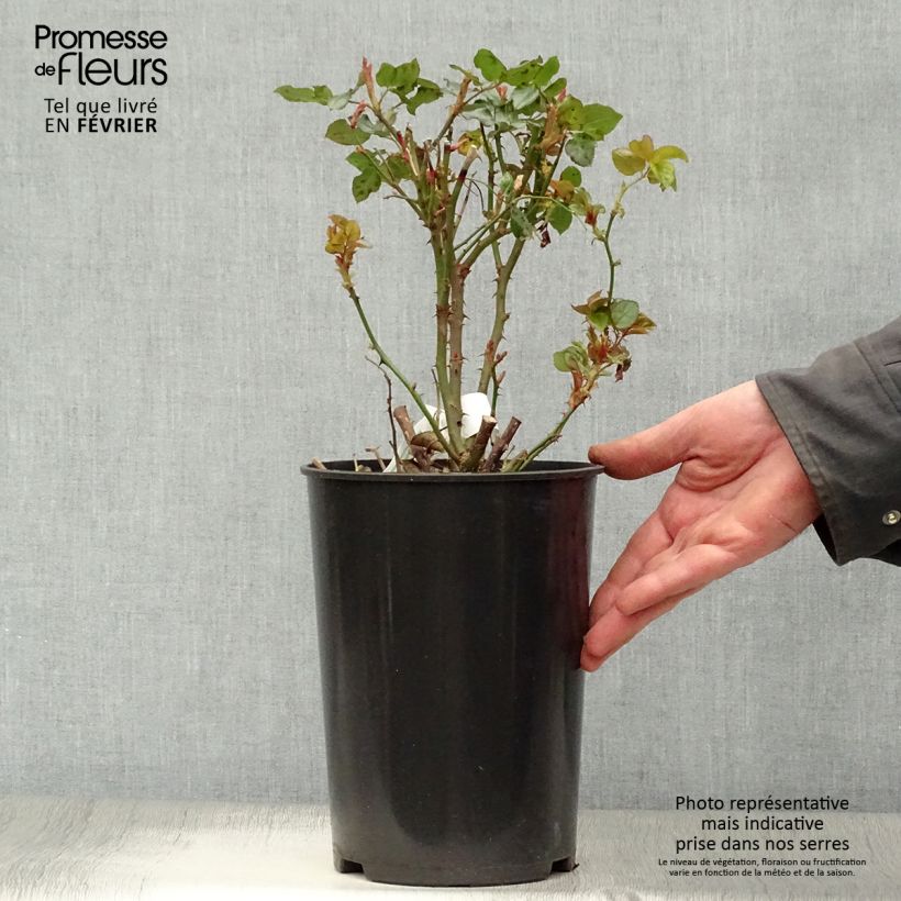 Example of Rosier à grandes fleurs Anastasia Pot van 4 l/5 l as you get in hiver