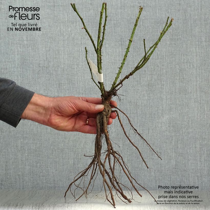 Exemplaar van Rosa Annapurna - Grootbloemige roos Naakte wortel zoals geleverd in de herfst