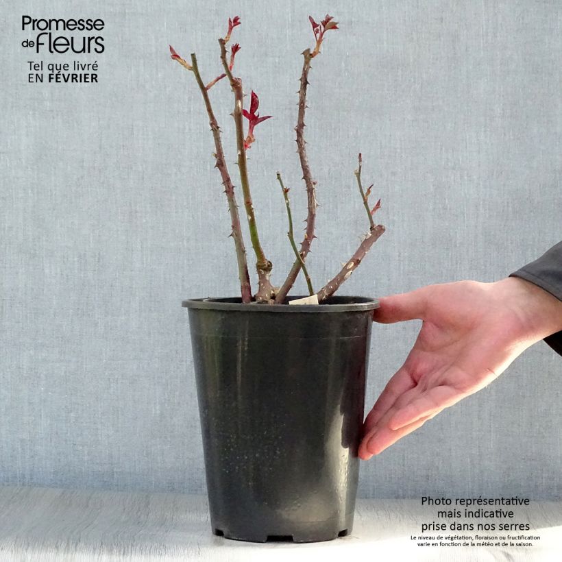 Example of Rosier à grandes fleurs Anne Vanderlove Pot van 4 l/5 l as you get in hiver