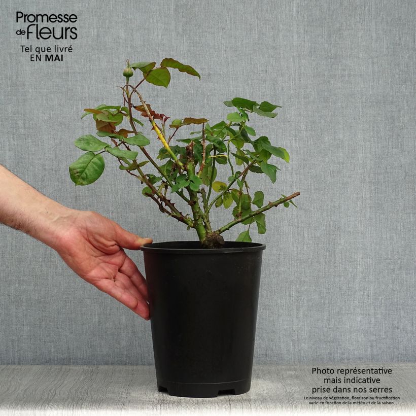 Exemplaar van Rosa Astrid Gräfin von Hardenberg - Grootbloemige roos Pot van 4 l/5 l zoals geleverd in de lente