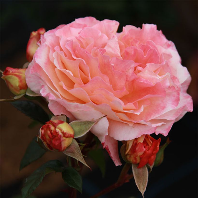 Rosa Augusta Luise - Grootbloemige roos (Bloei)